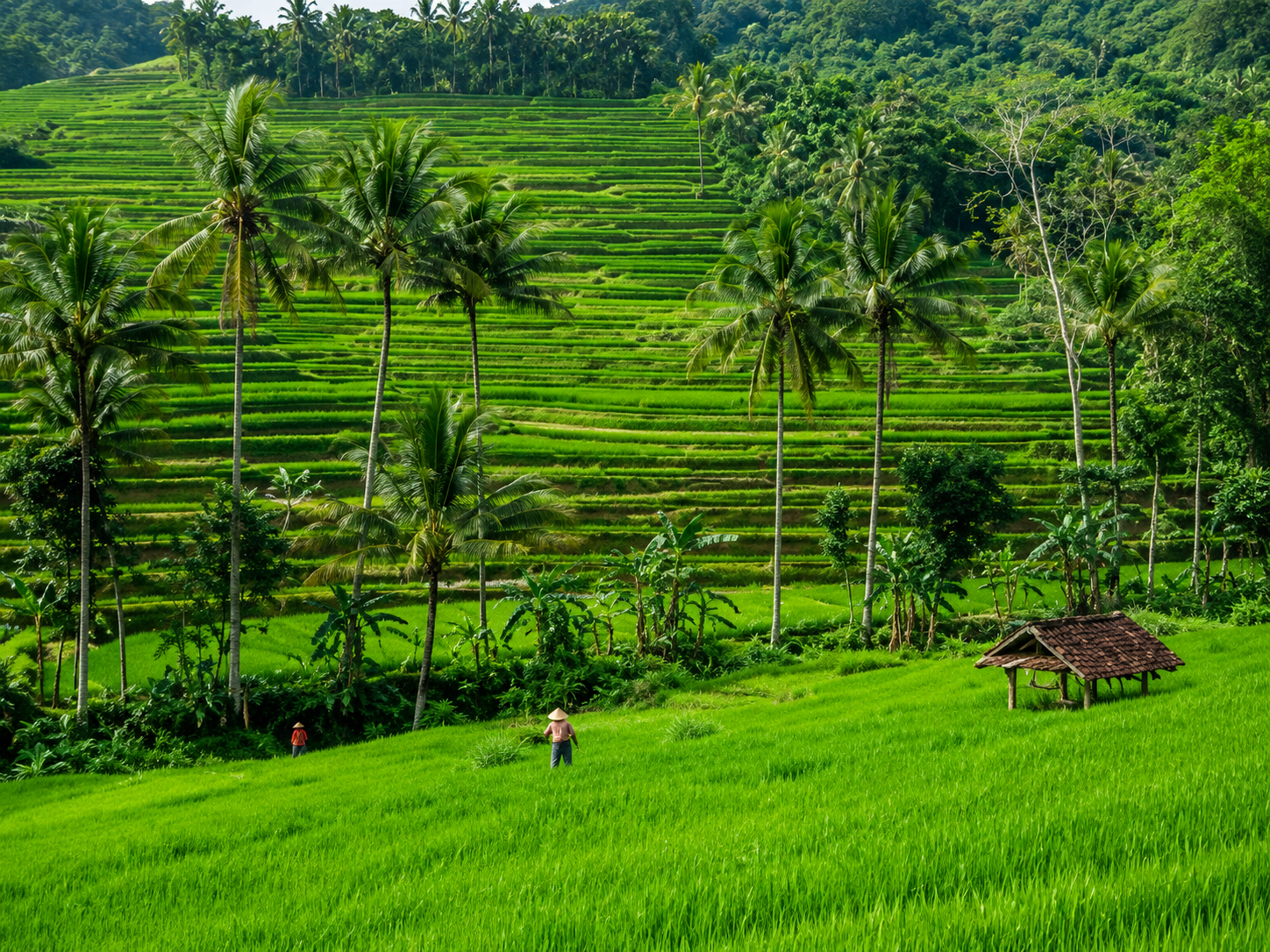 Sawah Desa Beji
