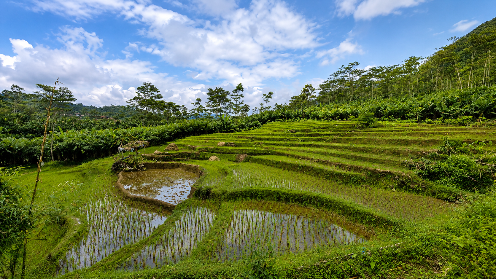 Hamparan sawah hijau
